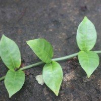Psychotria